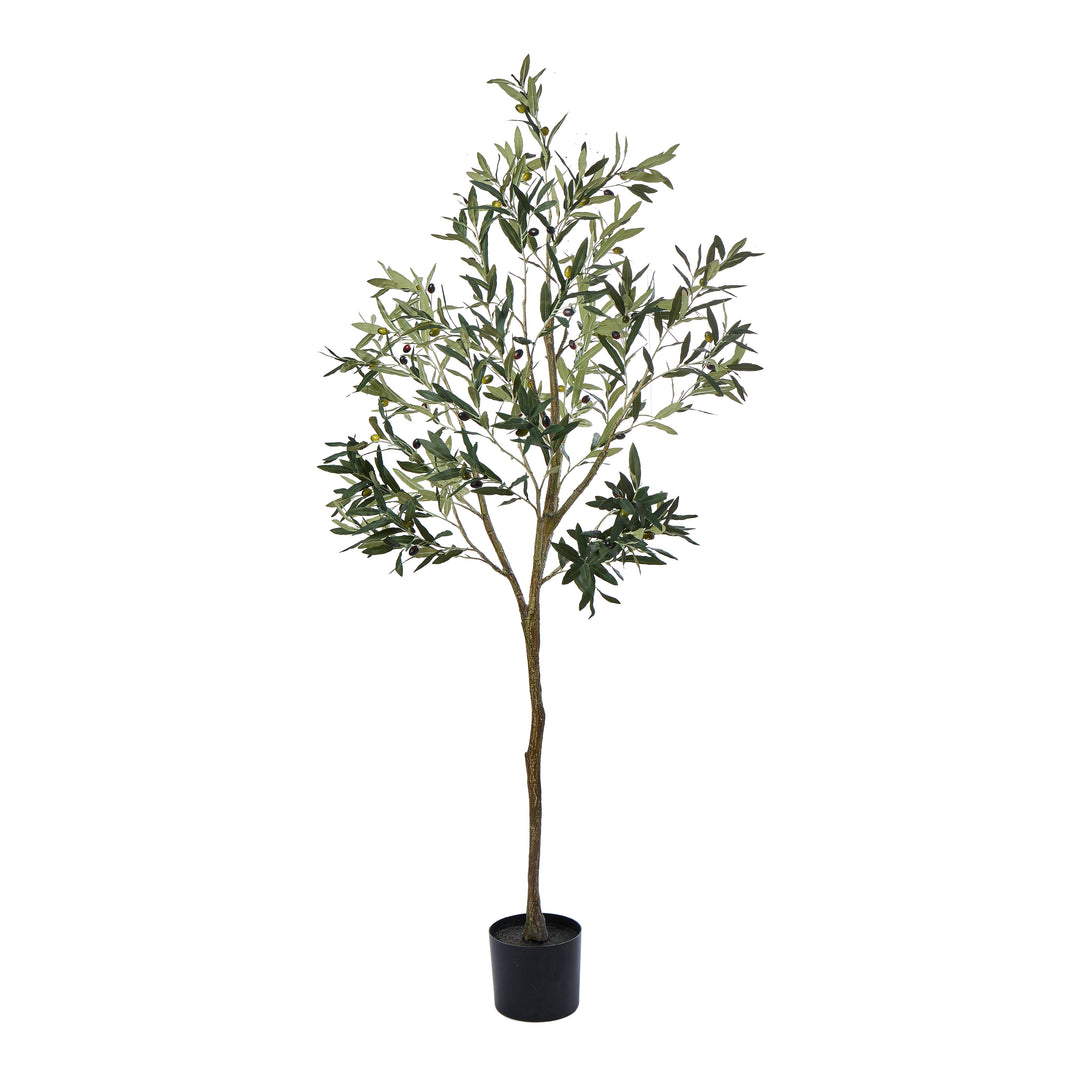 Capri Olive Tree (61x61x183cm)