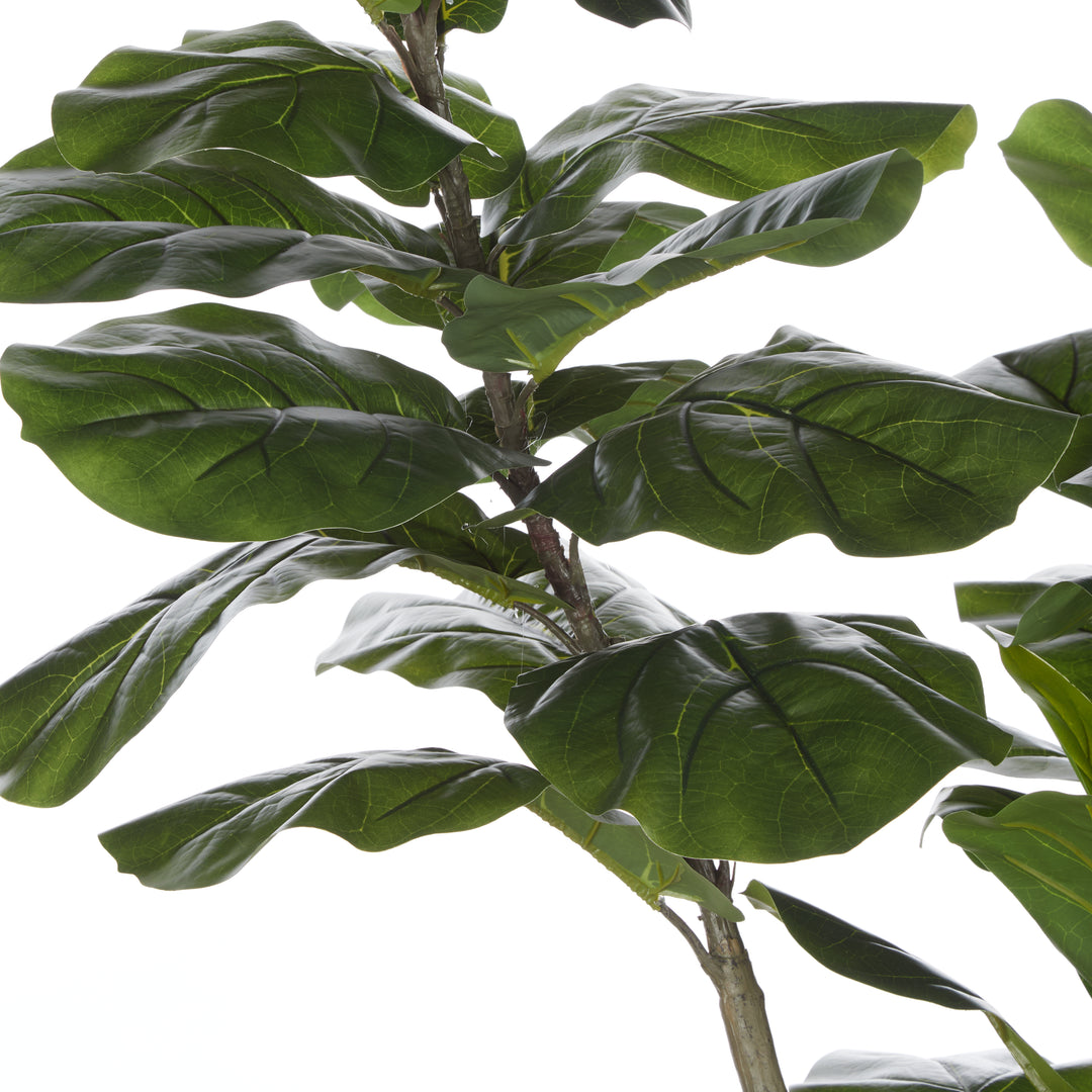 Havana Giant Fiddle Leaf Tree – Planter Included (120x120x250cm)
