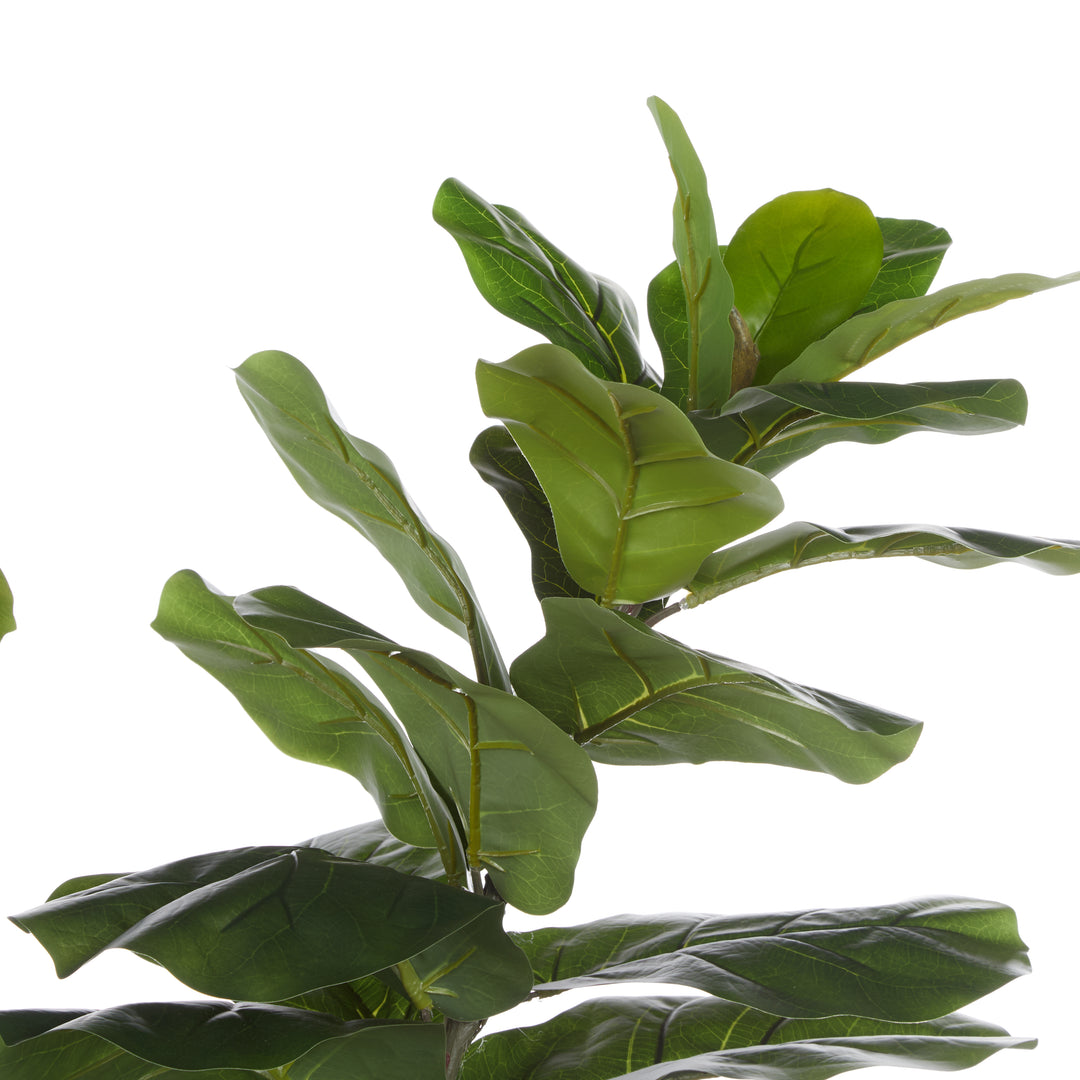 Havana Giant Fiddle Leaf Tree – Planter Included (120x120x250cm)