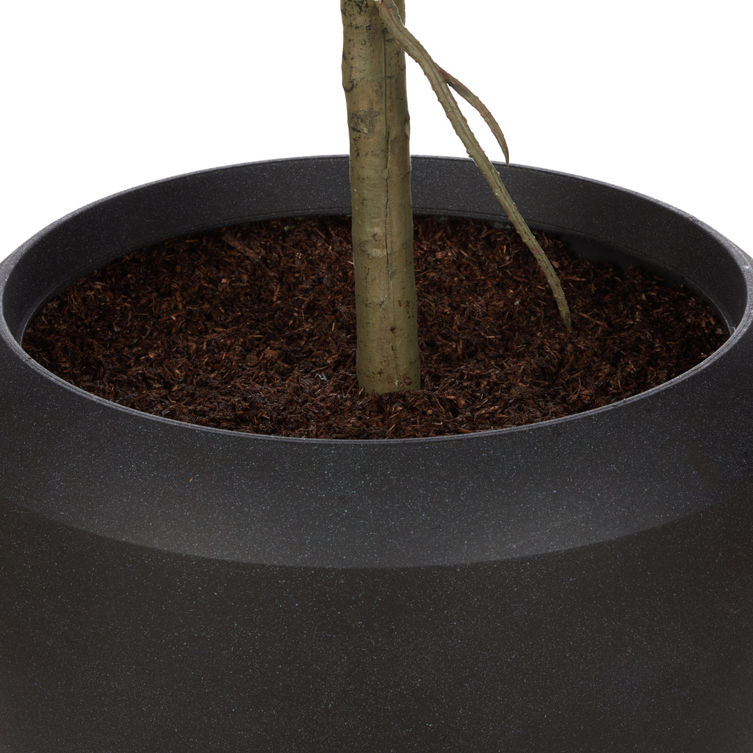 Havana Giant Fiddle Leaf Tree – Planter Included (120x120x250cm)