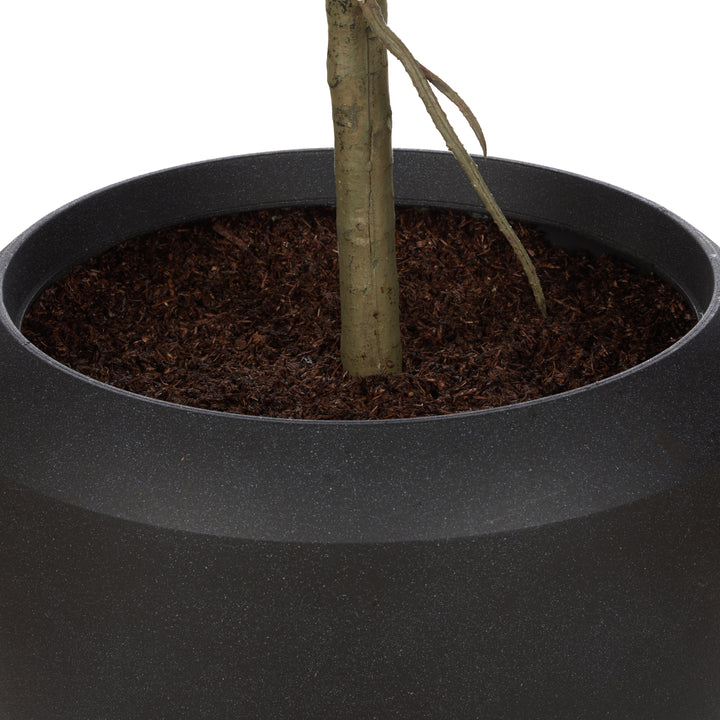 Havana Giant Fiddle Leaf Tree – Planter Included (120x120x250cm)