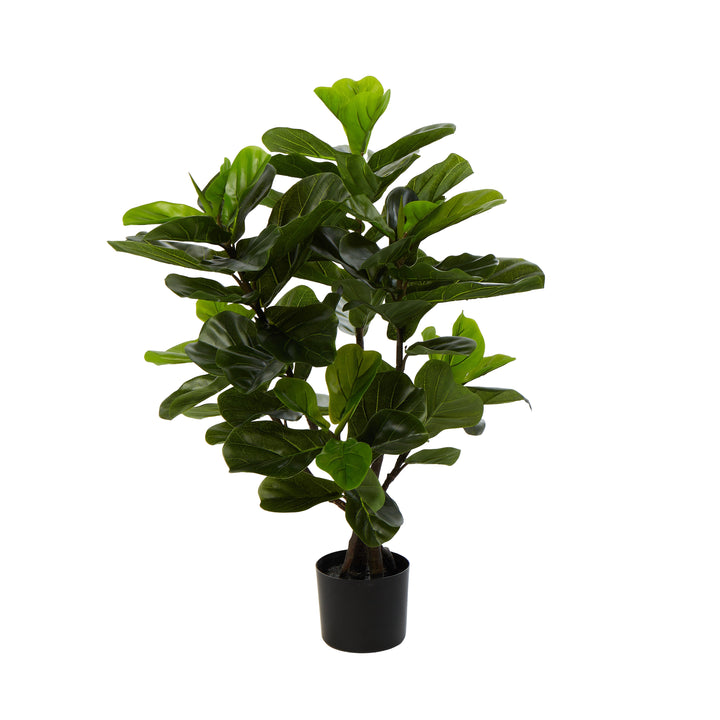Alder Fiddle Tree – Potted (60x60x90cm)