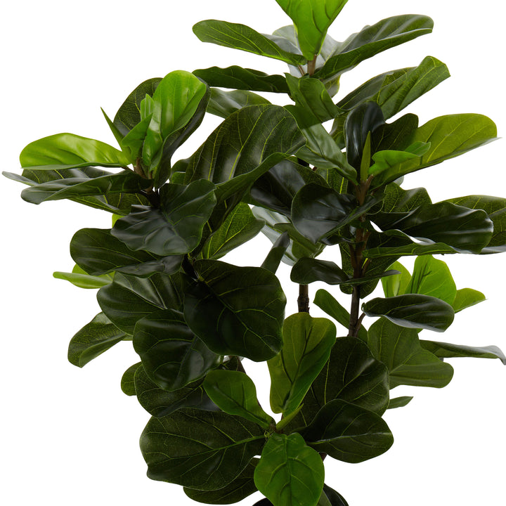 Alder Fiddle Tree – Potted (60x60x90cm)